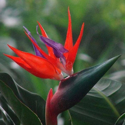 Red Strelitzia Reginae Flower seeds for Planting Hardy Variety Heirloom & GMO Free Seeds for Home Garden