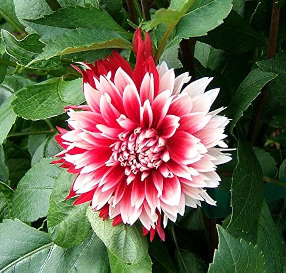 Premium Deep Red White Chrysanthemum Flower seeds for Planting Compact Growth, Heirloom & GMO Free Seeds for Home Garden seeds