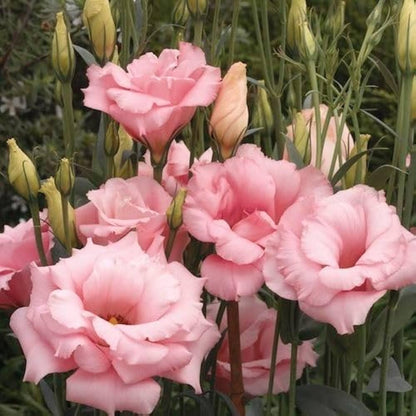 Light Pink Eustoma Flower Seeds for Easy Planting