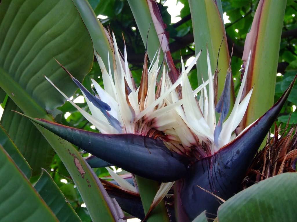 White Strelitzia Reginae House Flower seeds for Planting Fragrant Blossoms, Heirloom & GMO Free Seeds for Home Garden seeds for planting