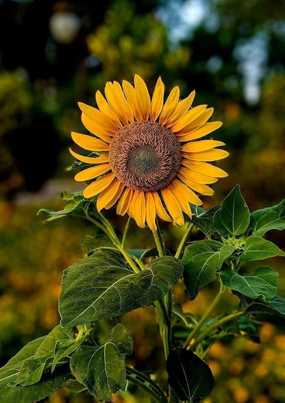 Sunflower Seeds for Planting - Yellow & Brown Varieties