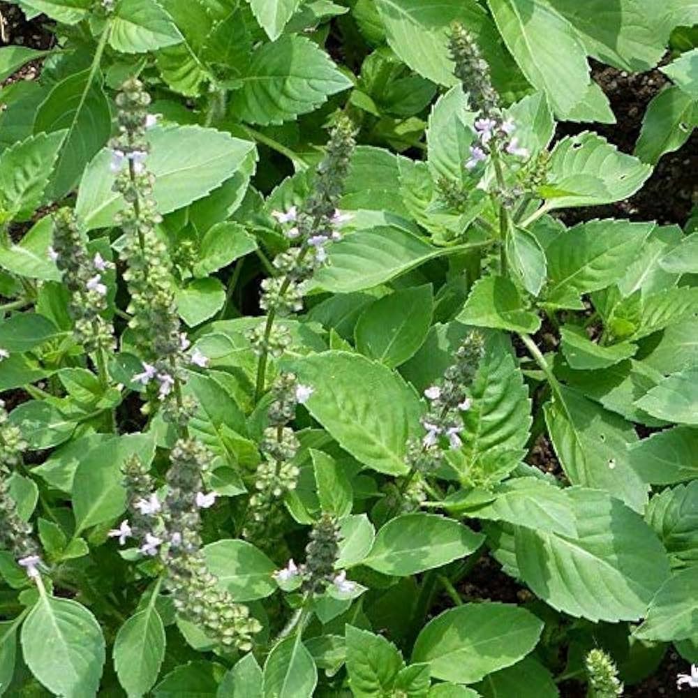 Premium Basil Scented Flower seeds for Planting Drought Tolerant, Heirloom & GMO Free Seeds for Home Garden seeds