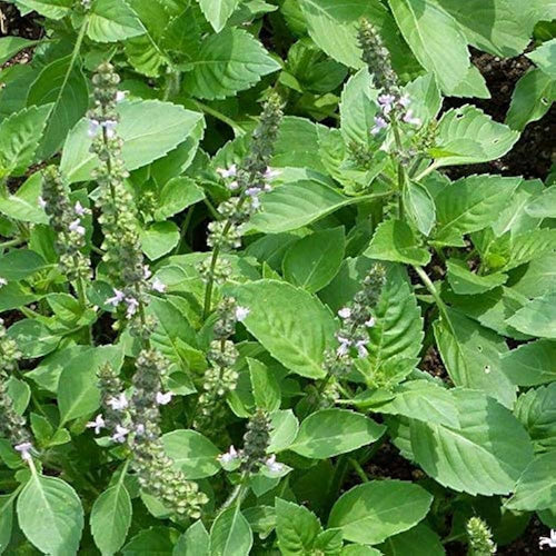 Premium Basil Scented Flower seeds for Planting Drought Tolerant, Heirloom & GMO Free Seeds for Home Garden seeds