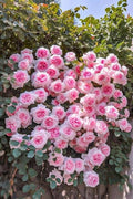 Light Pink Climbing Rose Flower seeds for Planting Pollinator Friendly, Heirloom & GMO Free Seeds for Home Garden seeds for planting