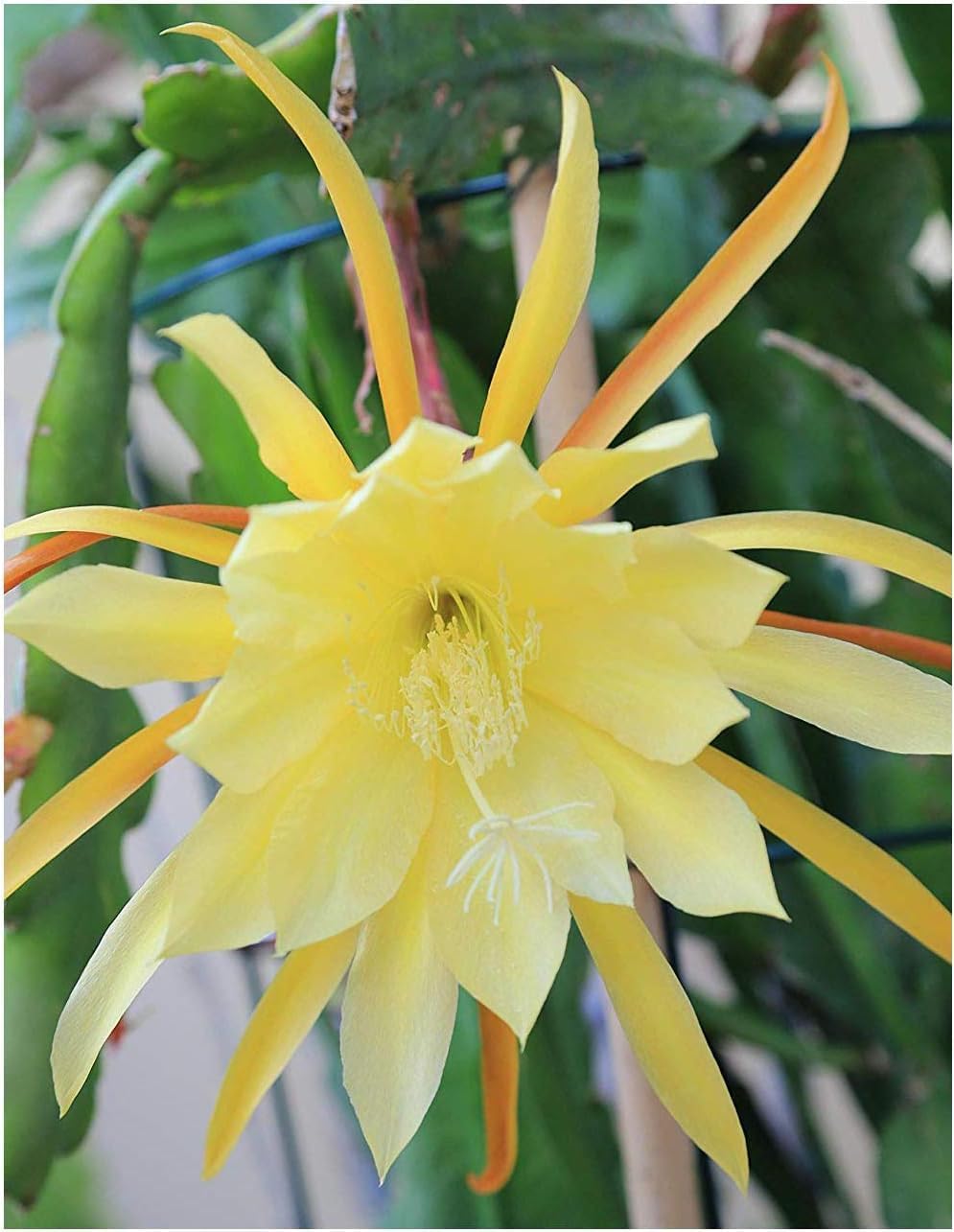 Epiphyllum Orchid Flower seeds for Planting Pollinator Friendly, Heirloom & GMO Free Seeds for Home Garden seeds for planting