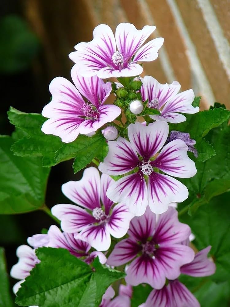 High quality Malva Flower seeds for Planting Seasonal Bloomer, Heirloom & GMO Free Seeds for Home Garden seeds pack