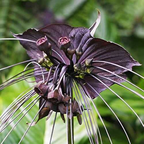 Premium Butterfly Orchid Flower seeds for Planting Fragrant Blossoms, Heirloom & GMO Free Seeds for Home Garden seeds