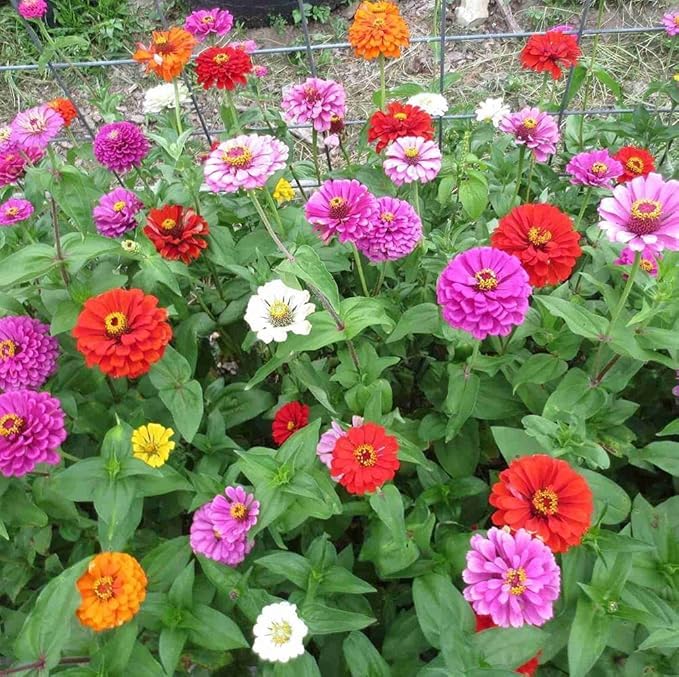 Castor flower seeds - Flower seeds for Planting - Low Maintenance, Heirloom & GMO Free Seeds for Home Garden