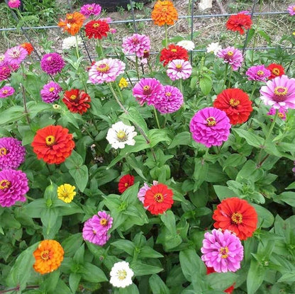 Castor flower seeds - Flower seeds for Planting - Low Maintenance, Heirloom & GMO Free Seeds for Home Garden