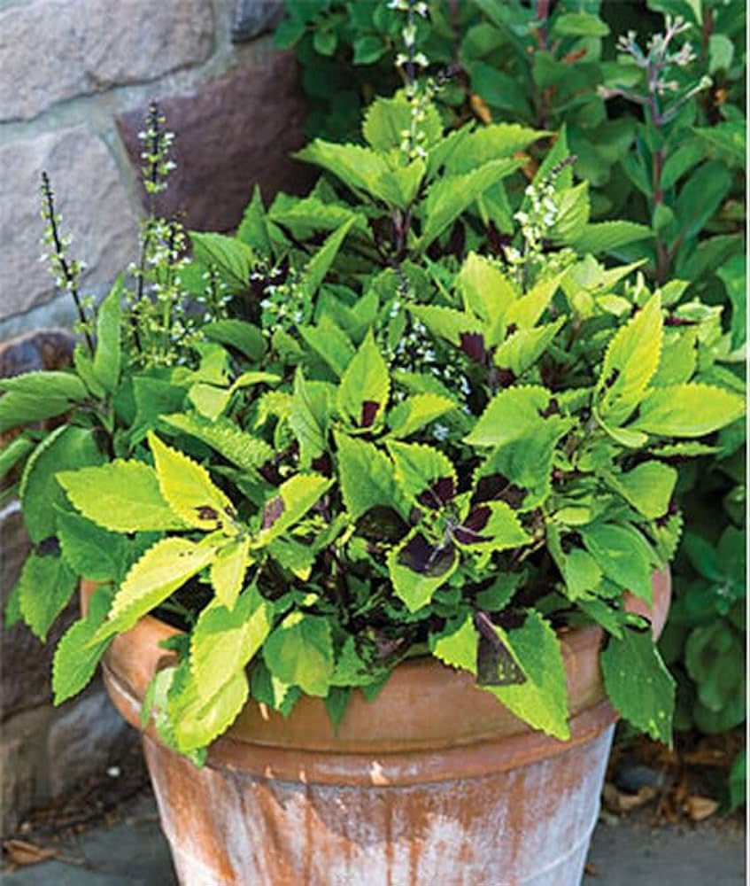 Green Coleus Flower seeds for Planting Seasonal Bloomer Heirloom & GMO Free Seeds for Home Garden