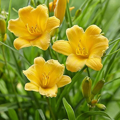 Daylily Flower seeds for Planting Pollinator Friendly Heirloom & GMO Free Seeds for Home Garden