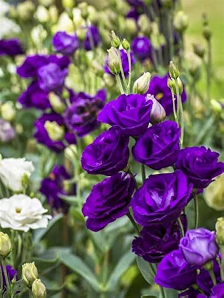 Deep Blue Eustoma (Lisianthus) Flower seeds for Planting - Hardy Variety, Heirloom & GMO Free Seeds for Home Garden
