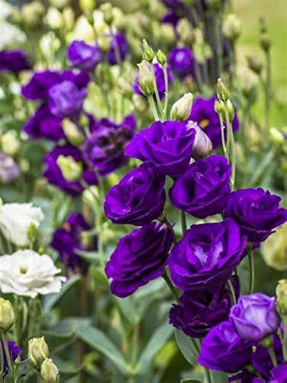 Deep Blue Eustoma (Lisianthus) Flower seeds for Planting - Hardy Variety, Heirloom & GMO Free Seeds for Home Garden