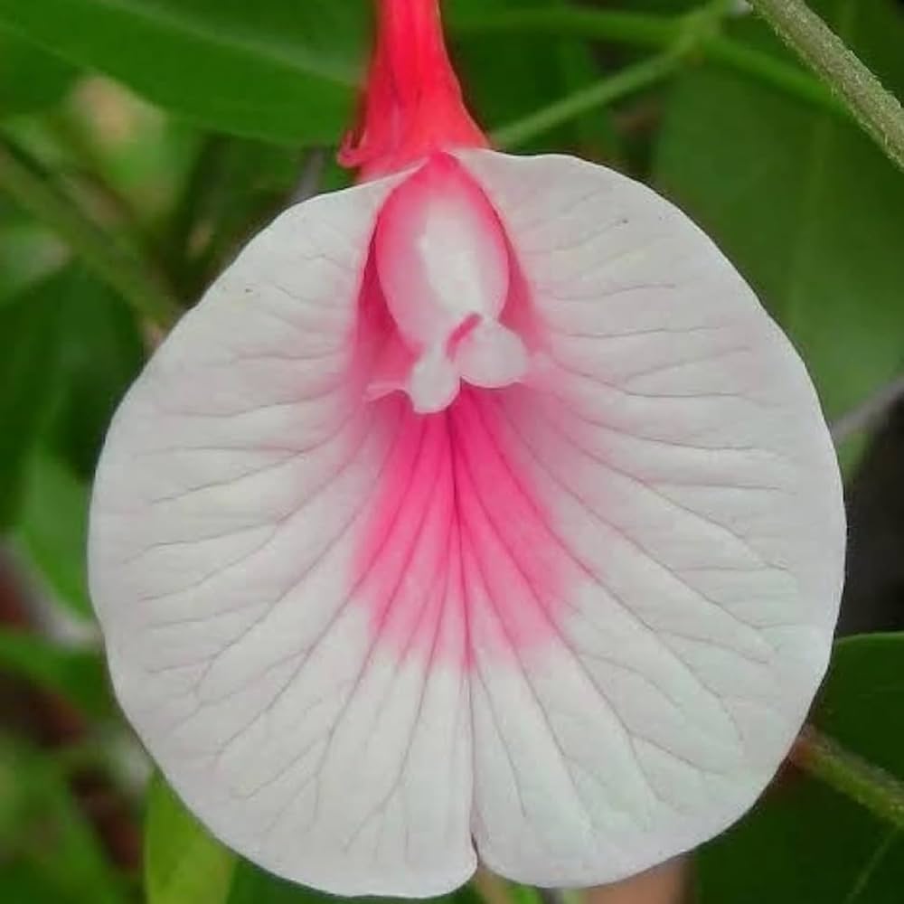 White Pink Cattleya Hybrida Flower seeds for Planting Long Bloom Season, Heirloom & GMO Free Seeds for Home Garden seeds for planting
