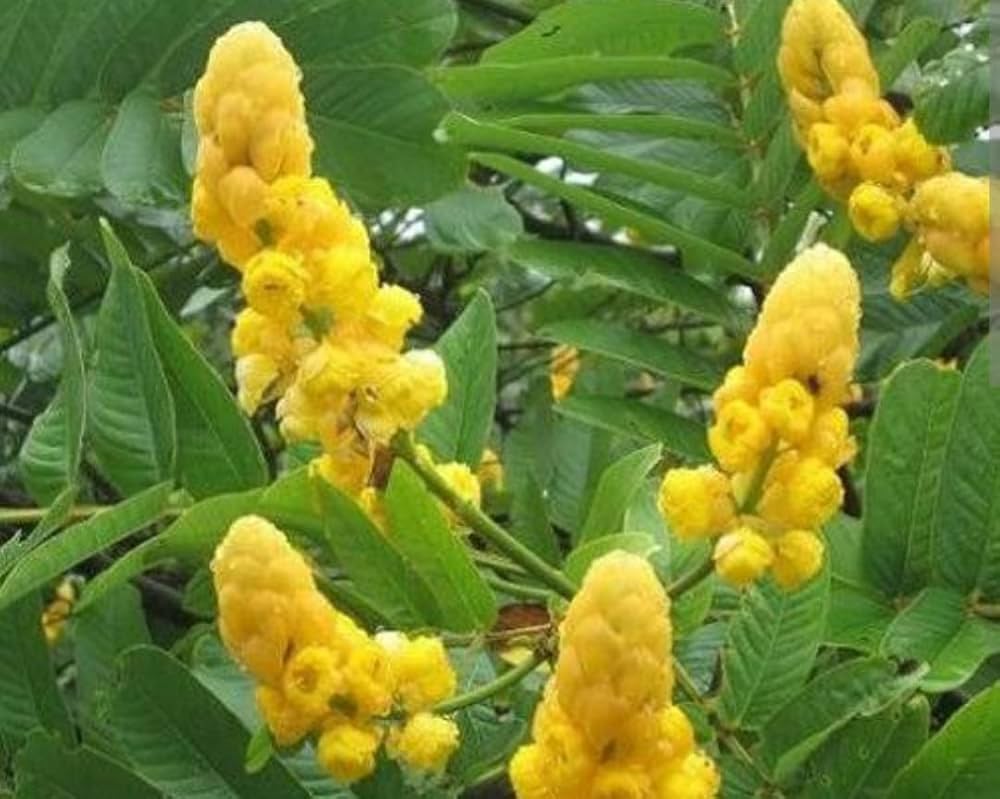 Yellow Cassia Alata Flower seeds for Planting Vibrant Colors, Heirloom & GMO Free Seeds for Home Garden seeds for planting
