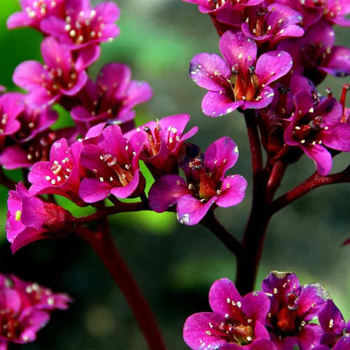 Cordifolia Flower seeds for Planting Pollinator Friendly, Heirloom & GMO Free Seeds for Home Garden seeds for planting