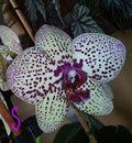 White Violet Butterfly Orchid Flower seeds for Planting Easy to Grow, Heirloom & GMO Free Seeds for Home Garden seeds for planting