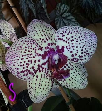 White Violet Butterfly Orchid Flower seeds for Planting Easy to Grow, Heirloom & GMO Free Seeds for Home Garden seeds for planting