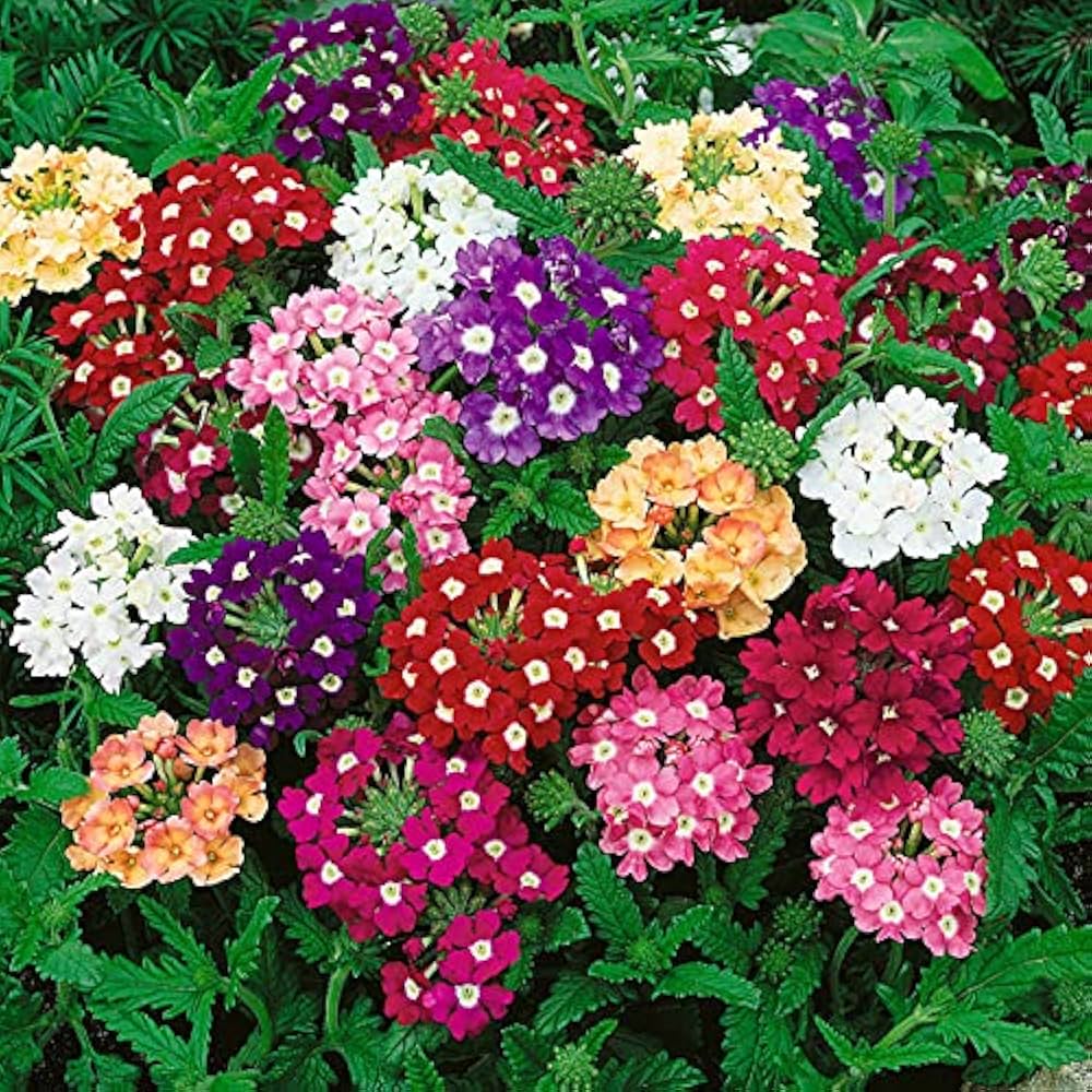 Premium Mixed Verbena Flower seeds for Planting Fragrant Blossoms, Heirloom & GMO Free Seeds for Home Garden seeds