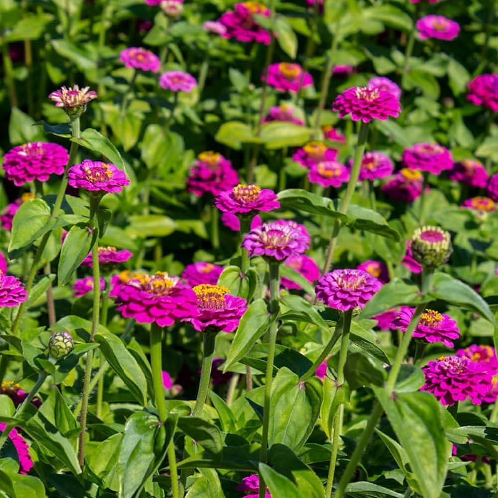 High quality Elegans Flower seeds for Planting Low Maintenance, Heirloom & GMO Free Seeds for Home Garden seeds pack