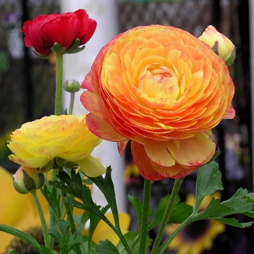 Red Yellow Ranunculus Flower seeds for Planting Sun Loving, Heirloom & GMO Free Seeds for Home Garden vegetable and garden seeds