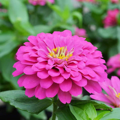 Zinnia Flower Seeds Pink Planting Pack