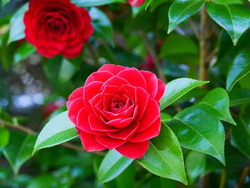 Camellia Flower Seeds Red Flower seeds for Planting Cottage Garden Essential, Heirloom & GMO Free Seeds for Home Garden seeds for planting