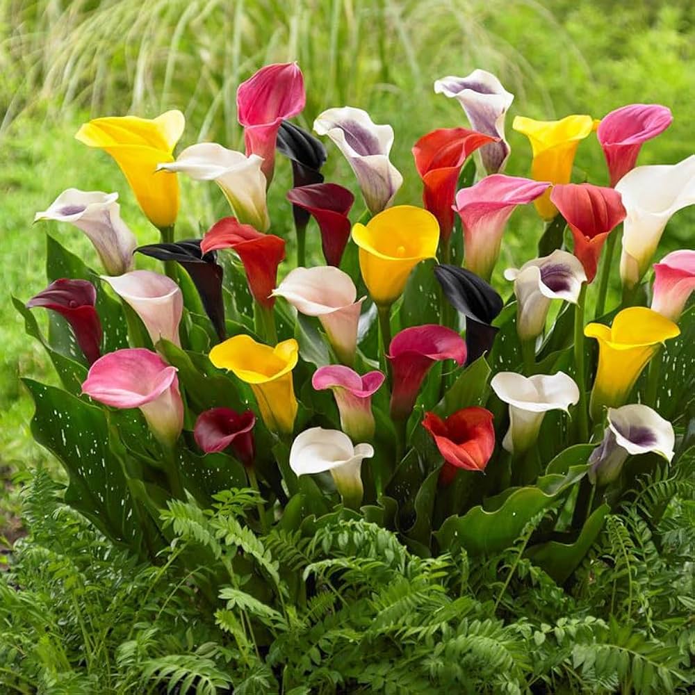 Mixed Calla Lily Flower seeds for Planting - Colorful Display, Heirloom & GMO Free Seeds for Home Garden