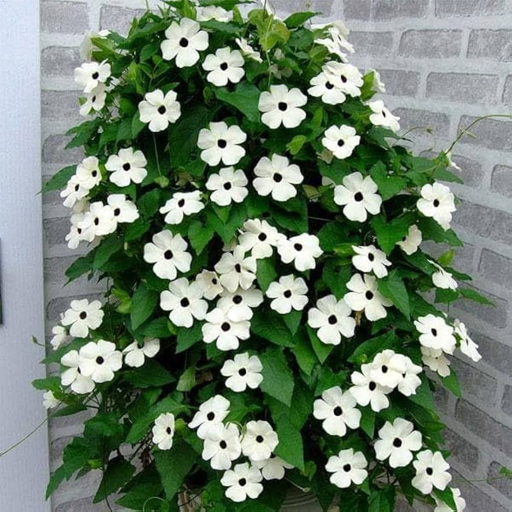Premium White Thunbergia Flower seeds for Planting Bright Blooms, Heirloom & GMO Free Seeds for Home Garden seeds