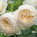 Moonlight Rose Flower seeds for Planting Pollinator Friendly, Heirloom & GMO Free Seeds for Home Garden Sale seeds for planting