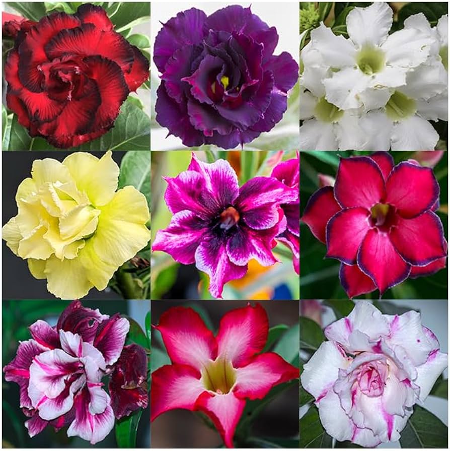 Mixed Adenium Rose Flower seeds for Planting - Bright Blooms, Heirloom & GMO Free Seeds for Home Garden