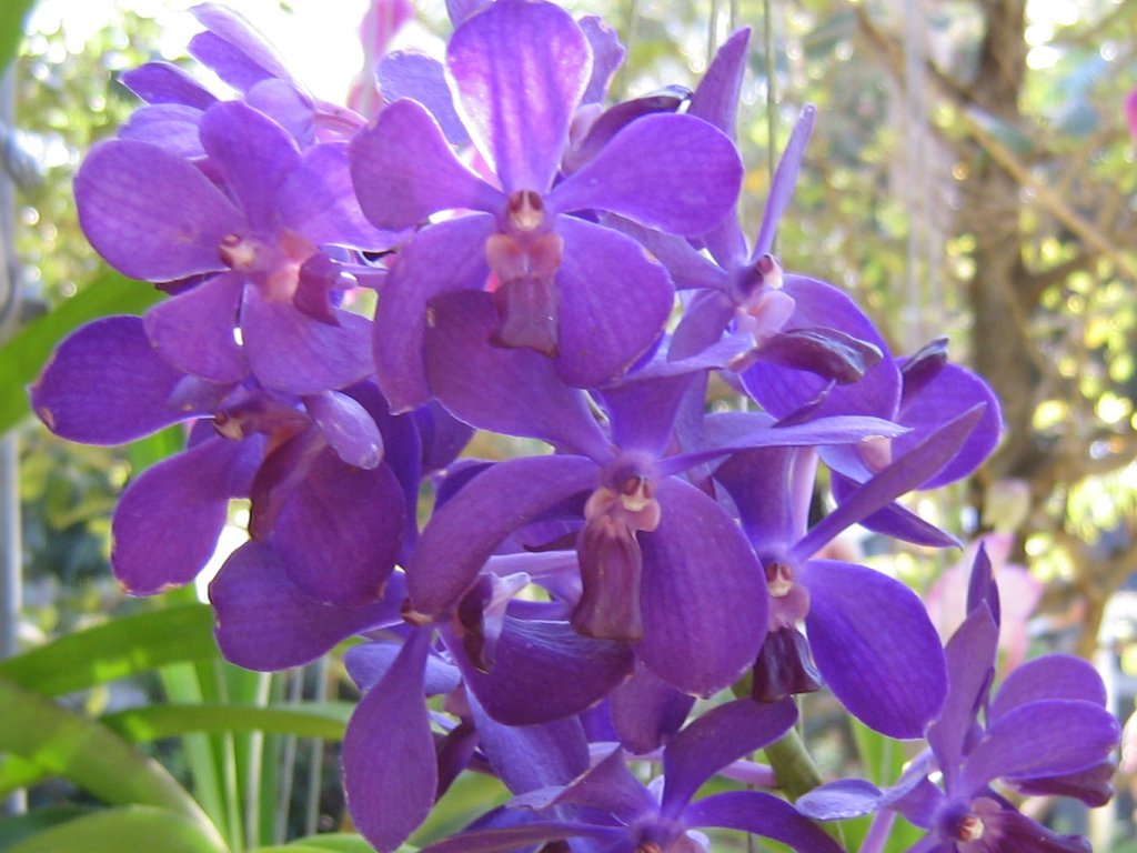 Purple Ascocentrum Flower seeds for Planting Low Maintenance, Heirloom & GMO Free Seeds for Home Garden vegetable and garden seeds