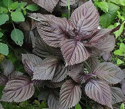 Purple Perilla Flower seeds for Planting - Cottage Garden Essential, Heirloom & GMO Free Seeds for Home Garden