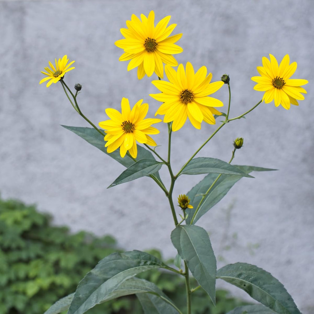 Premium Topinambur Flower seeds for Planting Long Bloom Season, Heirloom & GMO Free Seeds for Home Garden seeds