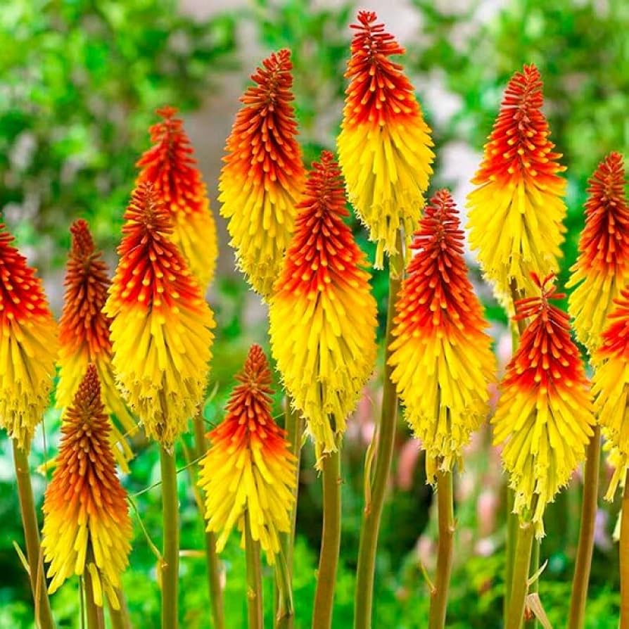 High quality Fresh Caulescens Flower seeds for Planting Wildflower Mix, Heirloom & GMO Free Seeds for Home Garden seeds pack