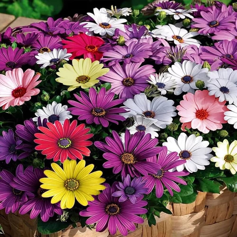 Mixed Osteospermum Flower seeds for Planting Perfect for Borders, Heirloom & GMO Free Seeds for Home Garden vegetable and garden seeds