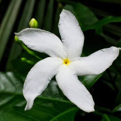 Tabernaemontana Flower seeds for Planting Sun Loving Heirloom & GMO Free Seeds for Home Garden