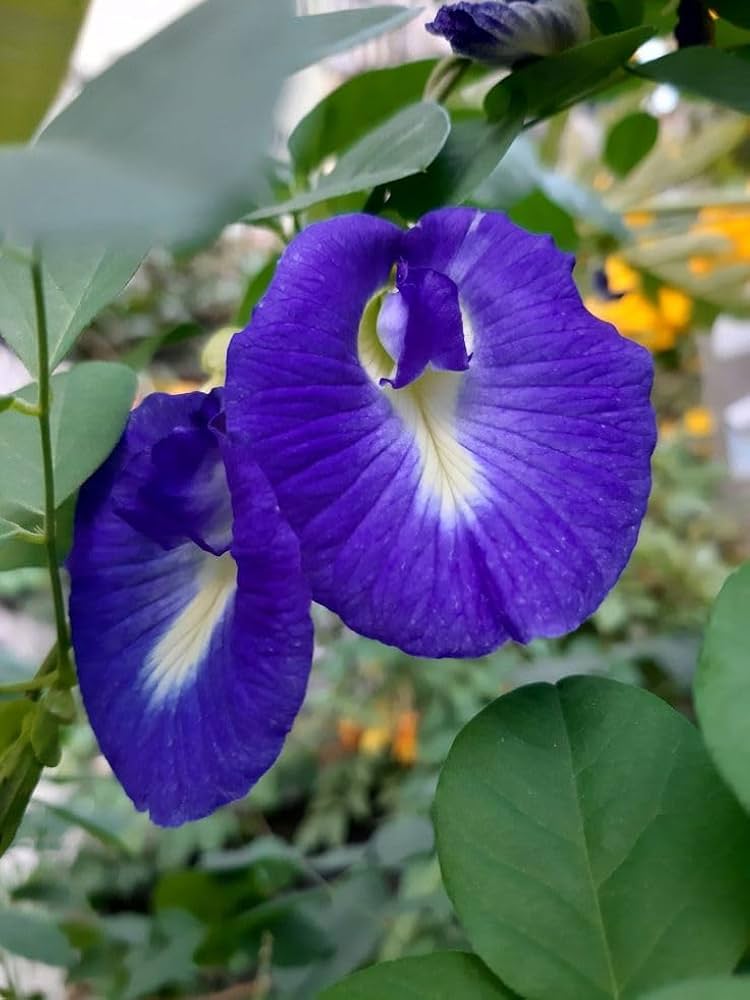 High quality Fresh Clitoria Flower seeds for Planting Hardy Variety, Heirloom & GMO Free Seeds for Home Garden seeds pack