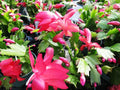 Light Pink Schlumbergera Flower seeds for Planting Wildflower Mix, Heirloom & GMO Free Seeds for Home Garden seeds for planting