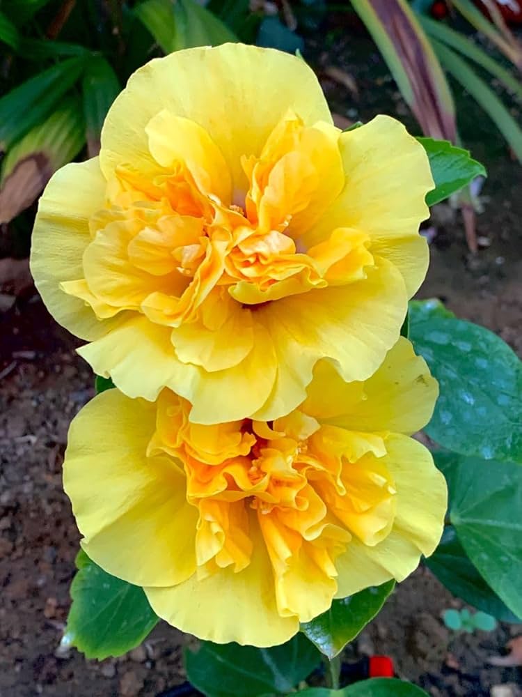 Premium Yellow Dianthus Flower seeds for Planting Wildflower Mix, Heirloom & GMO Free Seeds for Home Garden seeds