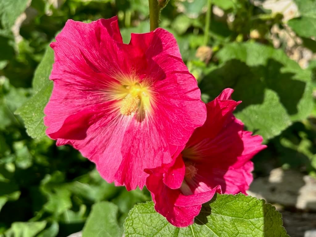 Premium Malvarosa Flower seeds for Planting Vibrant Colors, Heirloom & GMO Free Seeds for Home Garden seeds