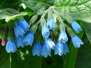 Violet Symphytum Flower seeds for Planting Drought Tolerant, Heirloom & GMO Free Seeds for Home Garden seeds for planting