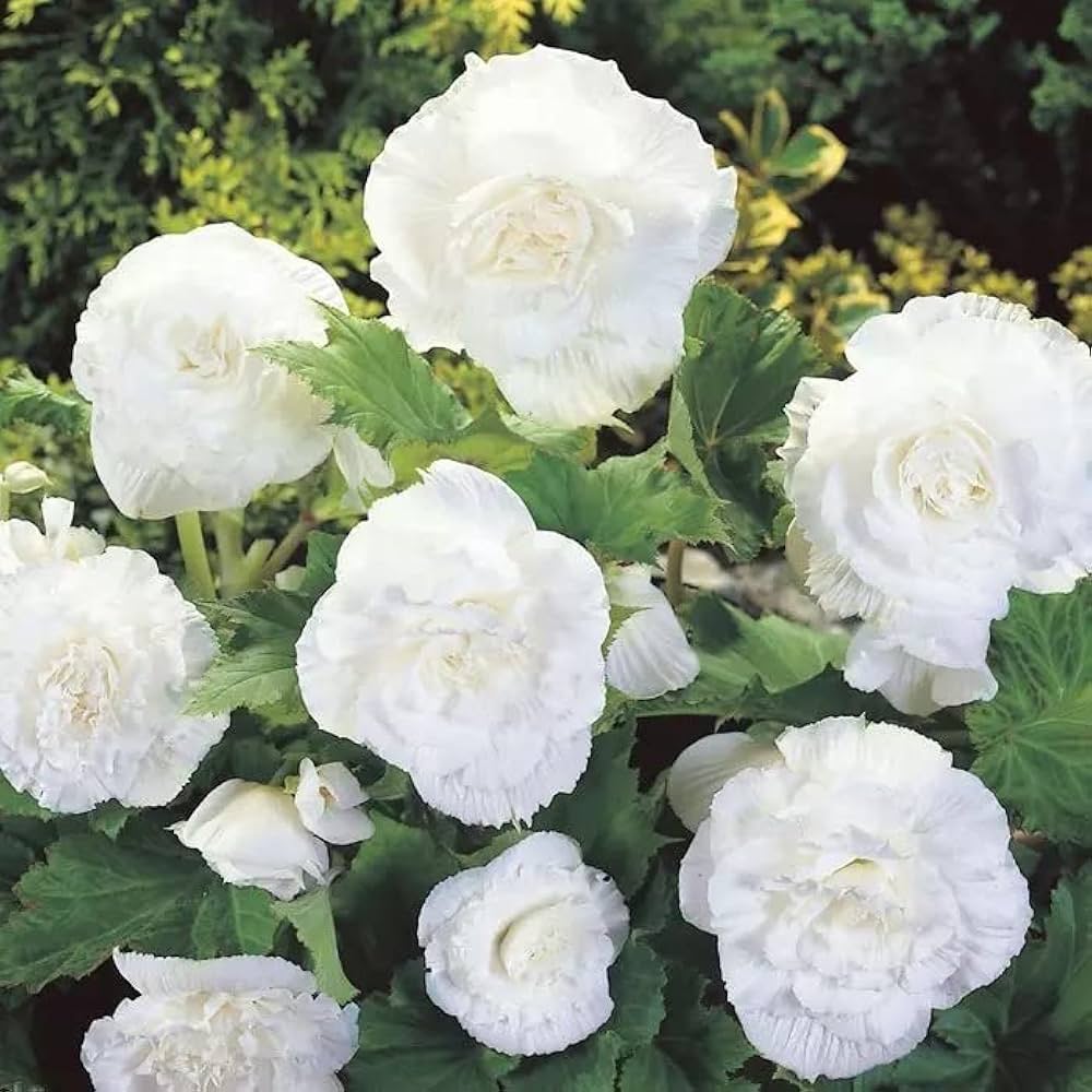 Begonia Flower seeds for Planting Low Maintenance Heirloom & GMO Free Seeds for Home Garden