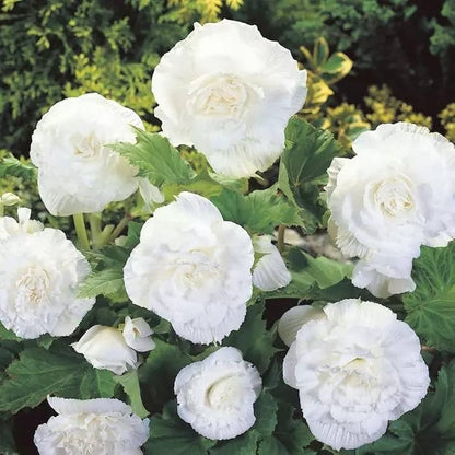Begonia Flower seeds for Planting Low Maintenance Heirloom & GMO Free Seeds for Home Garden