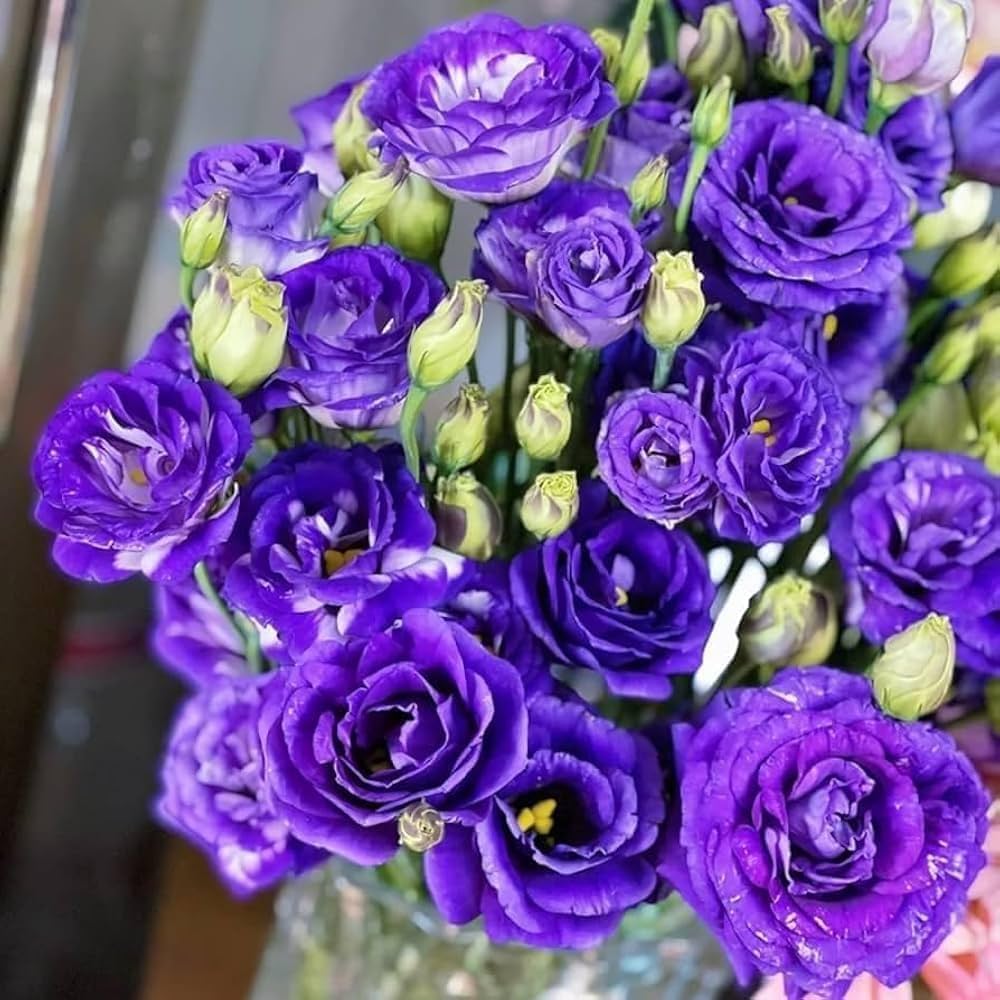 Violet Lisianthus Flower seeds for Planting - Sun Loving, Heirloom & GMO Free Seeds for Home Garden