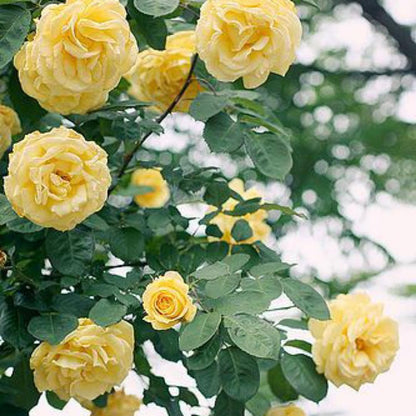 Light Yellow Climbing Rose Flower Seeds for Planting, Heirloom Non-GMO Organic Garden Seeds