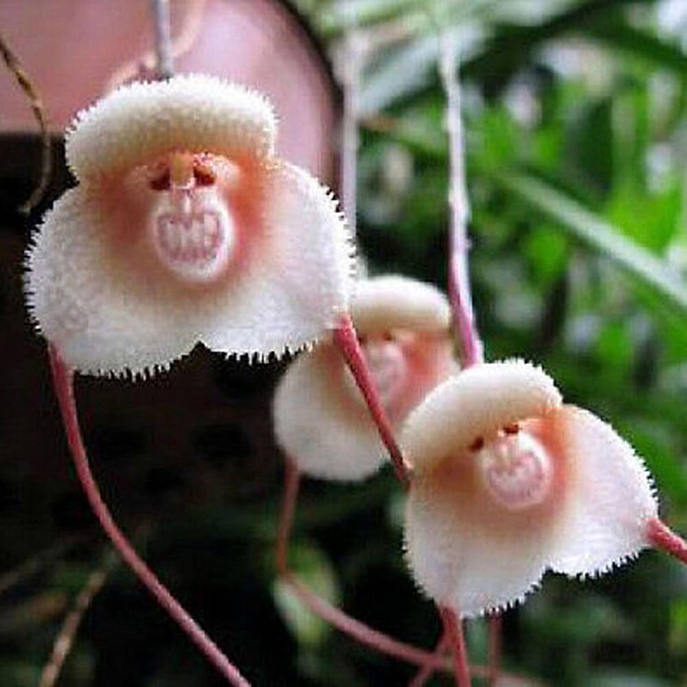 High quality Mixed Monkey Face Orchid Flower seeds for Planting Cut Flower Favorite, Heirloom & GMO Free Seeds for Home Garden seeds pack