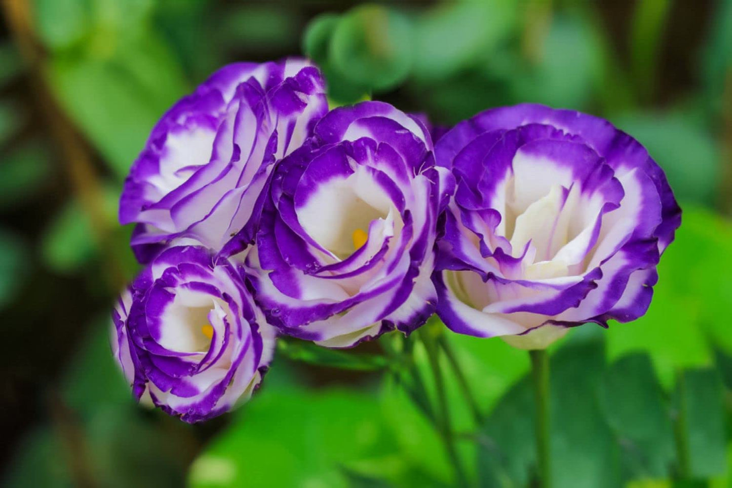 Blue Lisianthus Flower seeds for Planting Easy to Grow Heirloom & GMO Free Seeds for Home Garden