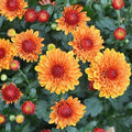 Heirloom Yellow & Red Chrysanthemum morifolium Flower seeds for Planting Colorful Display, Heirloom & GMO Free Seeds for Home Garden seeds for planting