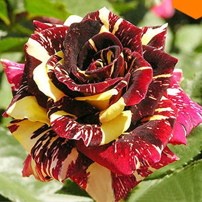 Marron Yellow Rose Flower Seeds for Planting